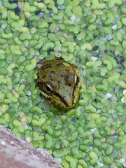 Pelophylax perezi