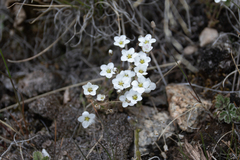 Cherleria arctica