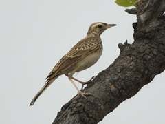 Anthus cinnamomeus