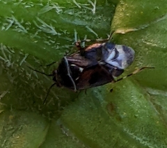 Deraeocoris brevis