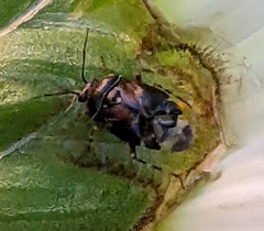 Deraeocoris brevis