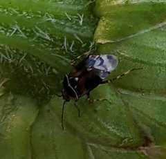 Deraeocoris brevis