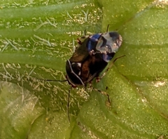 Deraeocoris brevis