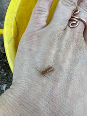 Smodicum cucujiforme