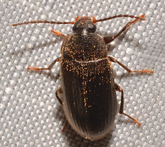 Hymenorus obesus