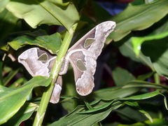 Rothschildia cinctus