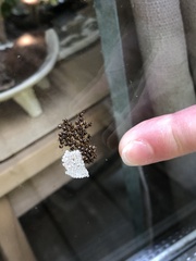 Nanophyes