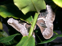 Rothschildia cinctus