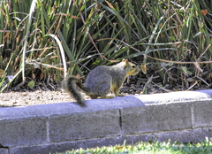 Sciurus niger