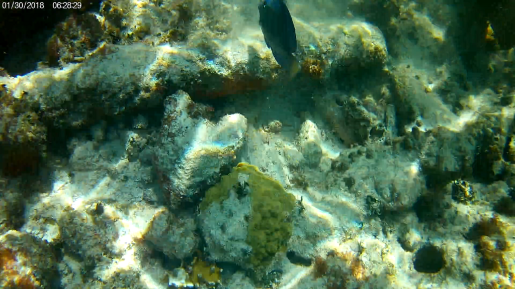 Mustard Hill Coral from John Pennekamp Coral Reef State Park, Key Largo, FL, USA on May 15, 2022