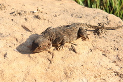 Agama aculeata distanti