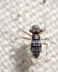 Mesopsocus unipunctatus