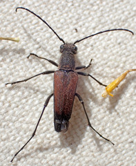 Anastrangalia sanguinea