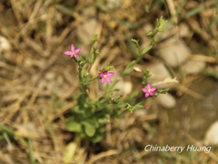 Centaurium japonicum