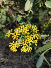 Bupleurum fruticosum
