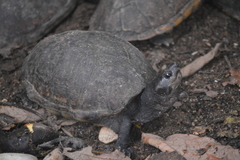 Kinosternon scorpioides