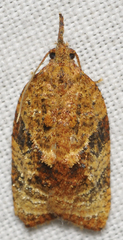 Platynota flavedana