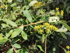 Bupleurum fruticosum