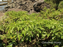 Crateva adansonii formosensis