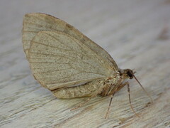 Hydriomena furcata