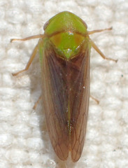 Macropsis