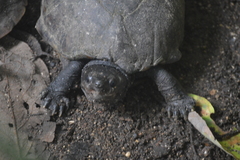 Kinosternon scorpioides