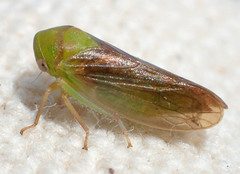 Macropsis