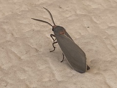 Pygarctia murina