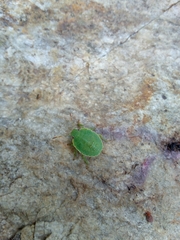 Acanthosoma haemorrhoidale