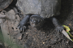 Kinosternon scorpioides