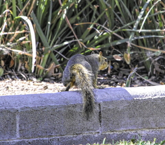 Sciurus niger