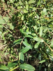 Bupleurum fruticosum