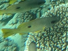 Lutjanus fulviflamma