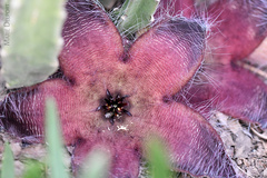 Stapelia grandiflora