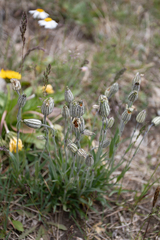 Silene viscosa