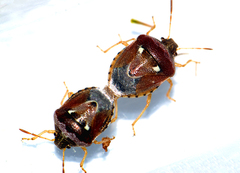 Stagonomus bipunctatus