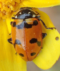 Hippodamia caseyi