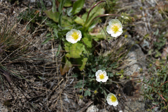 Papaver croceum