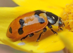 Hippodamia caseyi