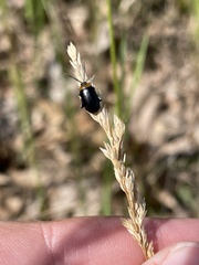 Disonycha xanthomelas