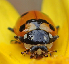 Hippodamia caseyi
