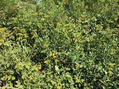 Bupleurum fruticosum
