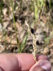 Disonycha xanthomelas