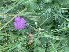Geranium wlassovianum