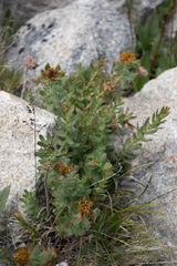 Rhodiola rosea