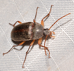 Androchirus erythropus