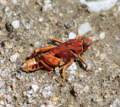 Nocaracris bulgaricus