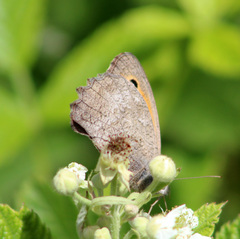 Hyponephele lupinus