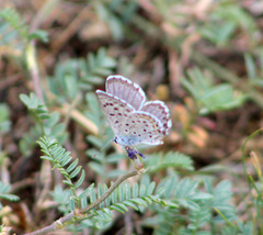 Pseudophilotes vicrama