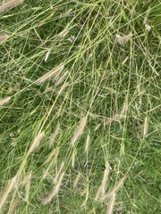 Hordeum secalinum